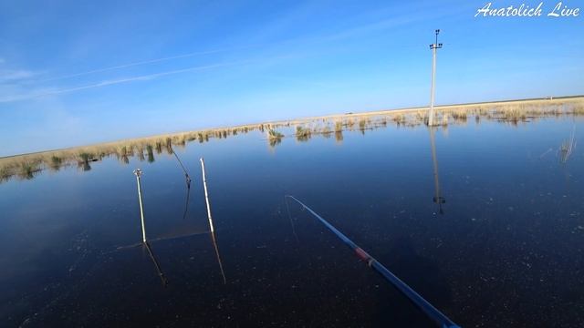 В Мёртвом БОЛОТЕ Карась ПРЁТ на ПОПЛАВОК. Рыбалка 2021. Ловля на удочку в удовольствие. Сезон откры смотреть онлайн