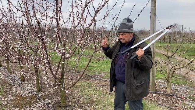 Формировка, обрезка абрикоса. Сорта абрикоса мировой селекции. смотреть онлайн