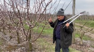 Формировка, обрезка абрикоса. Сорта абрикоса мировой селекции.