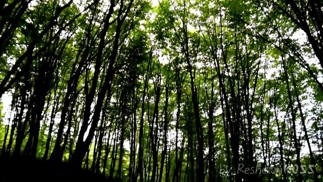 Прогулка по лесу | Nikon D3300