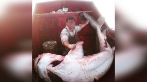 Поймал Рыбу Осетровой Породы Стерлядь (Рыбалка в Дагестане)