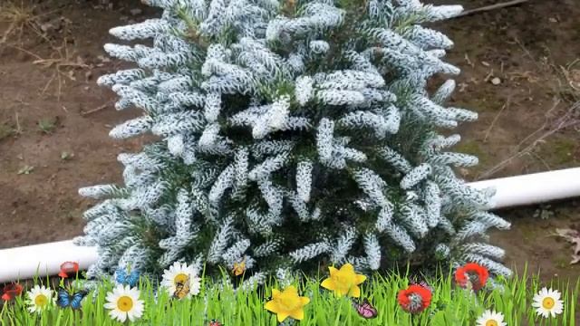 Пихта корейская ? Обзор: посадка и уход. саженцы, крупномеры пихты : описание и особенности