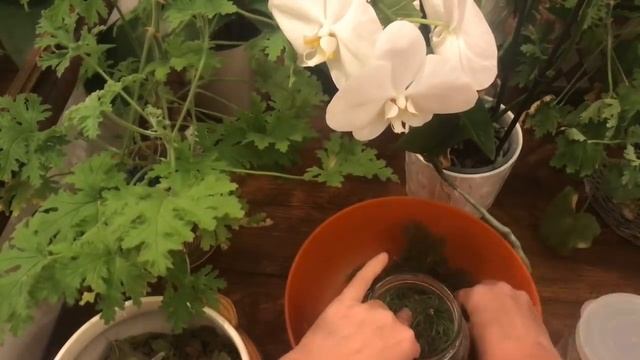 НВ-101своими руками/натуральное средство от клеща смотреть онлайн