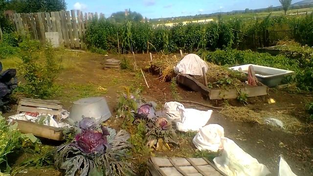Огород.Морковь.Свекла.Капуста. смотреть онлайн