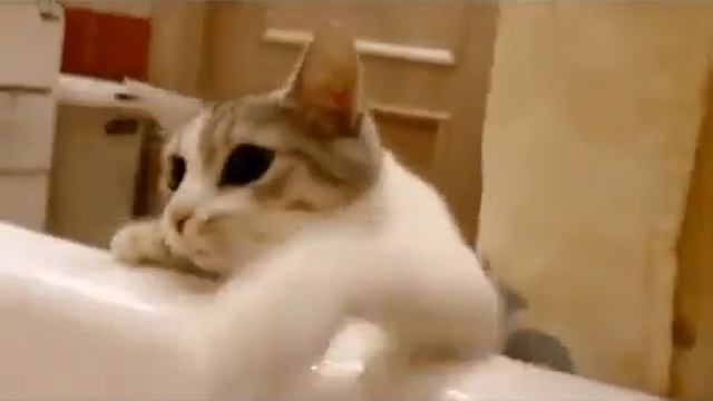 Кот спасает хозяина из ванной смотреть онлайн