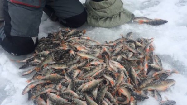 Золотарь на Яузе. Rusfishing, блеснение окуня.