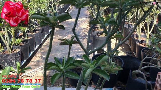 Đã hết😍 Hoa sứ cánh kép nguyên thủy chiết zin (05-12-2020) LH : 0384787837 смотреть онлайн