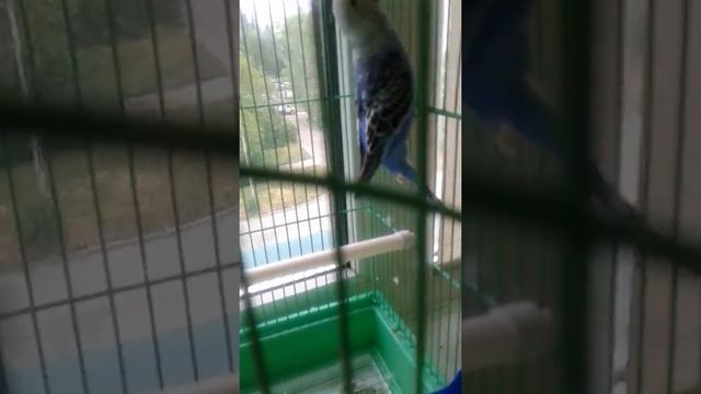 Как приучить к рукам взрослого попугая) смотреть онлайн