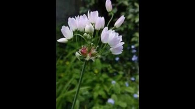 Allium roseum смотреть онлайн
