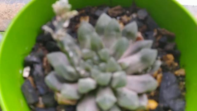 Haworthia Cooperi Flowering смотреть онлайн