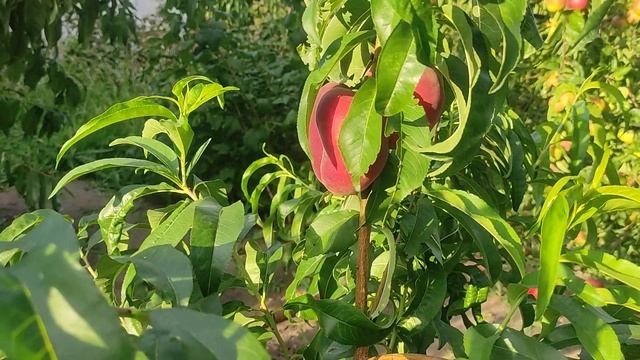 Персик Свит Кап и Т5 смотреть онлайн