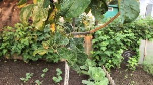 Эффективны ли препараты Скор и Хорус при обработке деревьев?