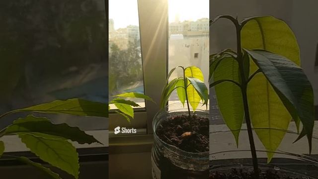 Растения из косточек , Манго и Авокадо