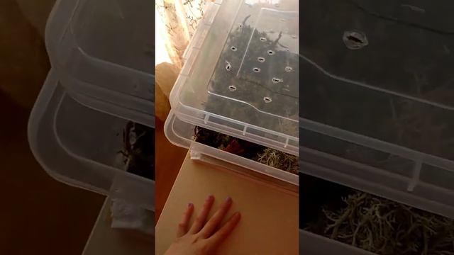 Купила Мох, Ягель , матик !! Новые улитята. смотреть онлайн