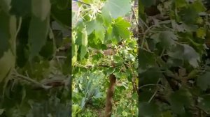 Прививка черной смородины - красной и белой.