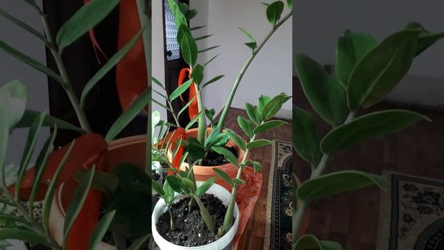 Доллоровое дерево. Что делать? Желтеют листья. Доллордын жапырағы сарғайды. Не істейміз? смотреть онлайн