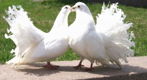 Голуби целуются на крыше