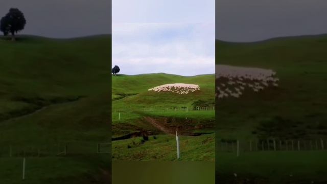 Рыбы, птицы, овцы - всё одинаково смотреть онлайн