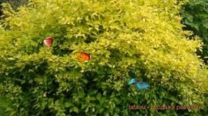 Дерен белый Ауреа (cornus alba aurea) ? белый дерен Ауреа обзор: как сажать, саженцы дерена Ауреа