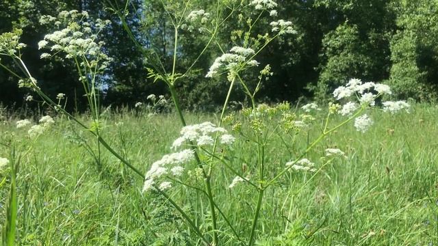 11 июля канун праздника ПЕТРА И ПАВЛА гадают на женихов. Скажите слова обереги заходя в лес. смотреть онлайн