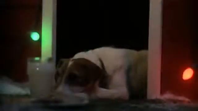 Cute Dog Waits for Santa (собака ждет рождества) смотреть онлайн