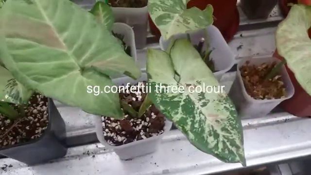 syngonium lovers !!yukk intip!!!! koleksian syngonium suami ku di GH ✌🥰 смотреть онлайн