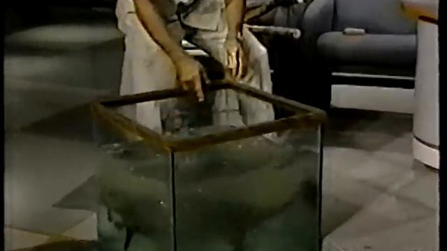 Jack Hanna Bitten by a Beaver - David Letterman December 1988 смотреть онлайн