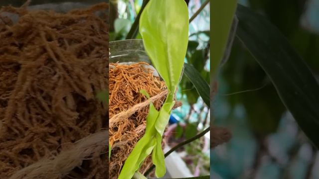 Always a pleasure to see unfurling leaf. My Florida Green has 1. #philodendron #floridagreen #aroid смотреть онлайн