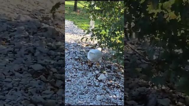 Сочи,Адлер,Сириус17.11.2023гОрнитологический парк.В этом царстве-государстве течёт размеренная жизн смотреть онлайн