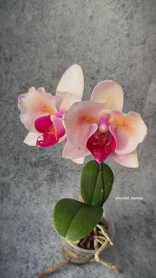 Phal. PF-5017 ? Первое цветение красивейшей азиатской орхидеи бабочки ? Очень нарядный сорт ? смотреть онлайн