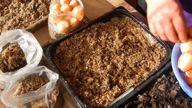 Лук к новогоднему столу смотреть онлайн