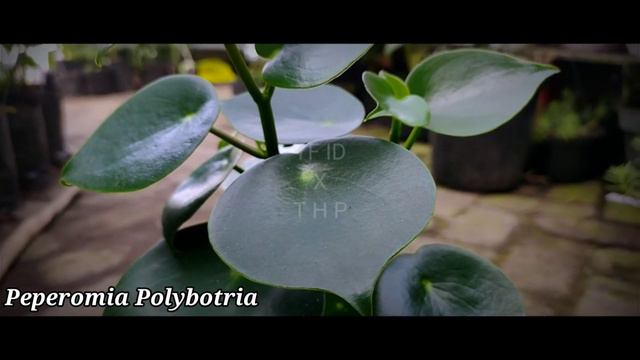 Peperomia Raindrop (pep. Polybotria)