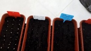 Посев семян. Камнеломка Арендса, котовник, рудбекия. Взошла гвоздика Травянка