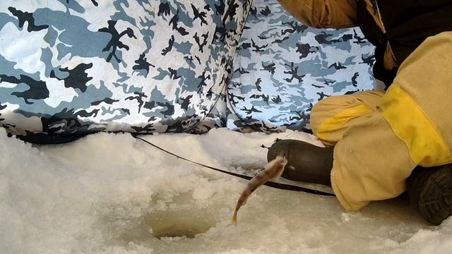 Зимняя рыбалка в Тюмени смотреть онлайн