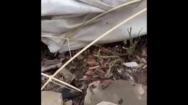 Обрезка лаванды. Готовим сад к весне смотреть онлайн