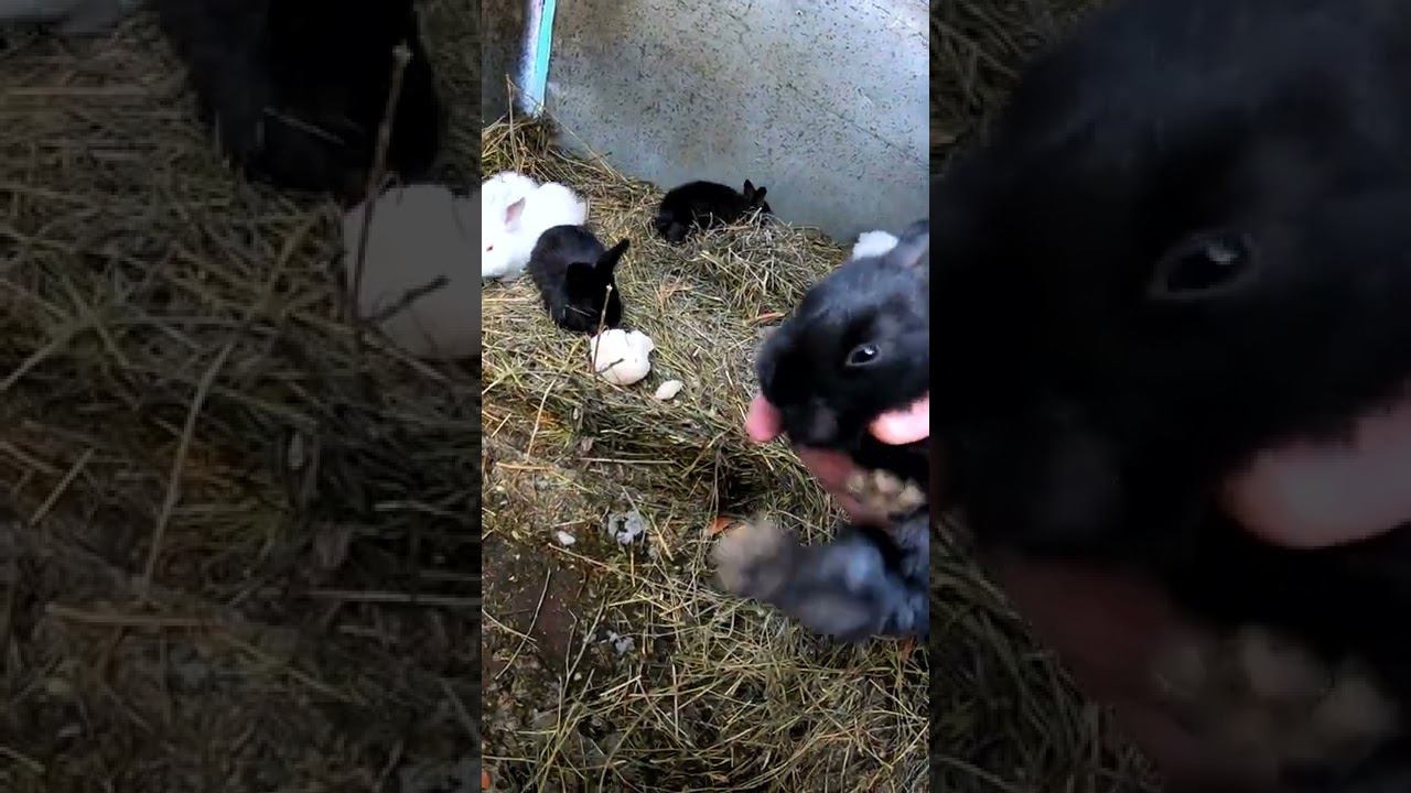 Неожиданное прибавление смотреть онлайн