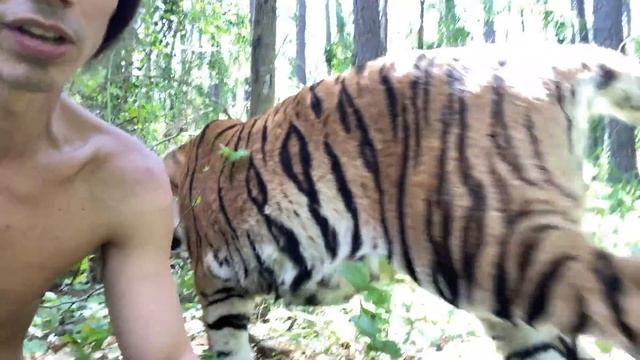Living Like A Tiger For The Day! | Myrtle Beach Safari смотреть онлайн