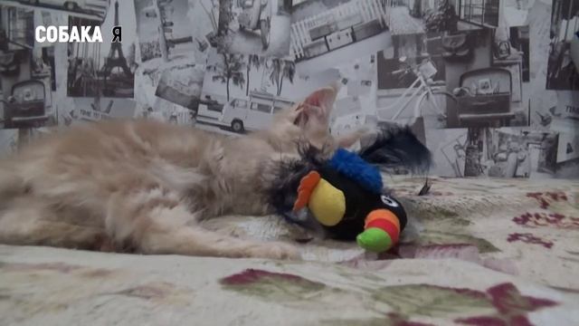 Котенок мейн кун или игрушка для кота. Собака я смотреть онлайн
