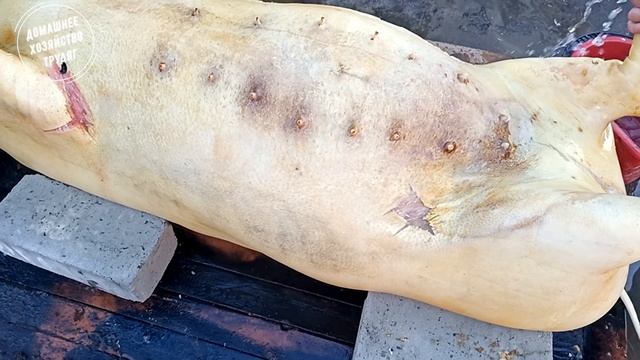 Свинья Больше чем Прицеп!!! Много сала!! много мяса!!! свинья 380+кг!!! смотреть онлайн
