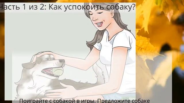 Как успокоить собаку во время грозы смотреть онлайн