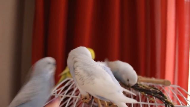 Реакция Маши на птенцов ❤ смотреть онлайн