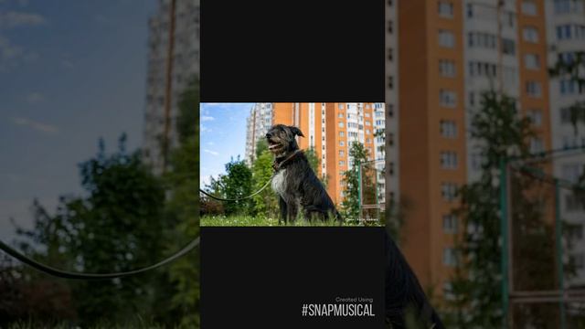 Москва,метис ризена в поиске дома.