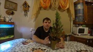 Ель канадская Сандерс Блю, расскажу немного об этой ели