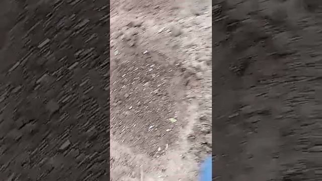 Пионы еще в пути, а зима на пороге. Что делать? смотреть онлайн