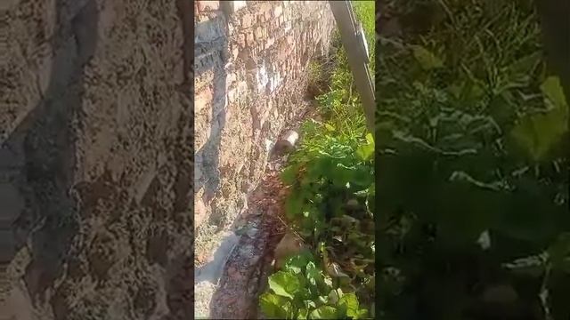 Экоинициатива Балашовская. Реставрация сооружения (видео 1) смотреть онлайн
