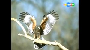 Чудо-путешествия. 4 выпуск. Алтайские горы