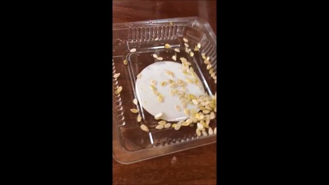 Как посадить Кивано //Посадка кивано дома// что выросло?? смотреть онлайн