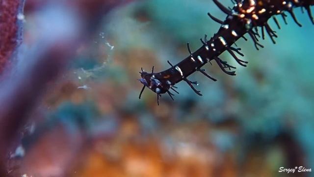 BALI 2018 part 1 - Underwater world - DIVING TULAMBEN смотреть онлайн
