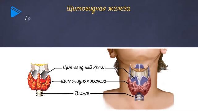 8 класс - Биология - Эндокринная система смотреть онлайн