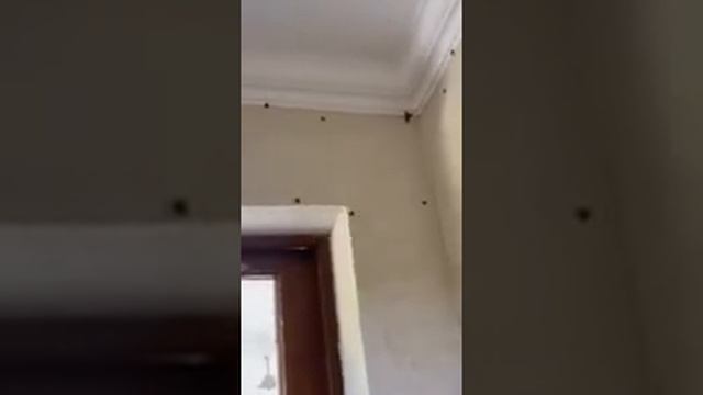 Мраморный клоп в Абхазии смотреть онлайн